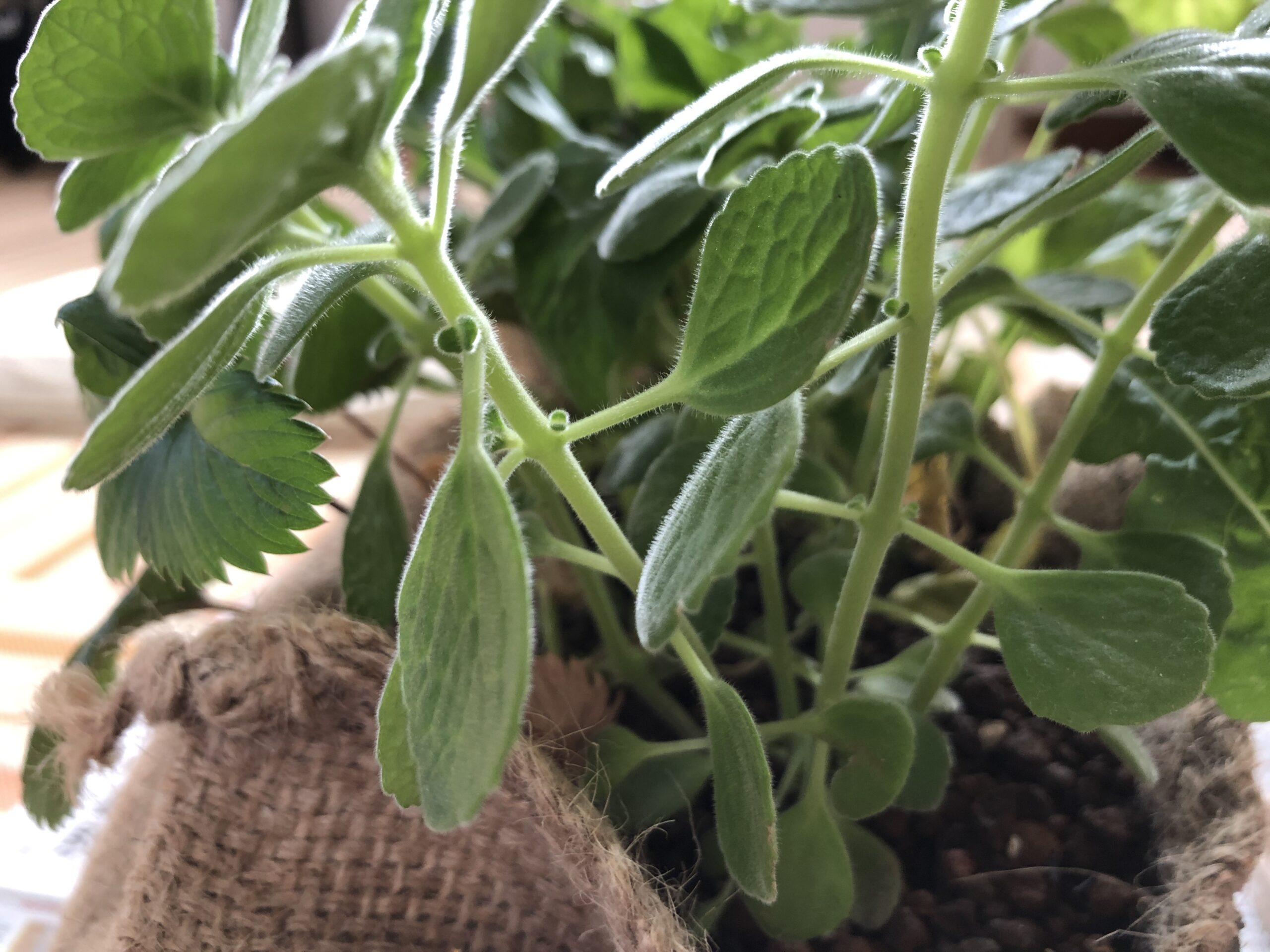 簡単 アロマティカスを挿木で増やす方法 神戸のうまいもん