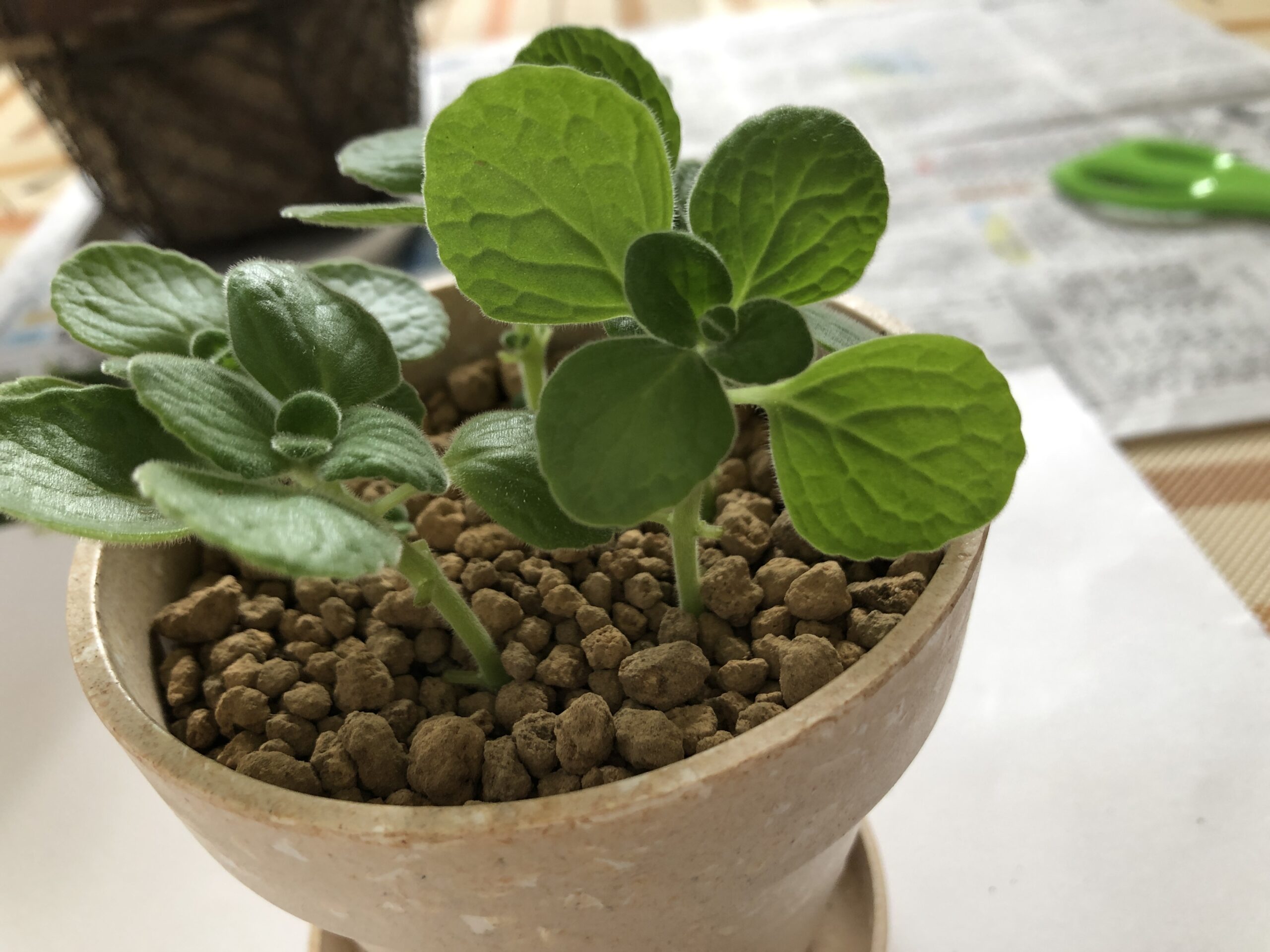 簡単 アロマティカスを挿木で増やす方法 神戸のうまいもん